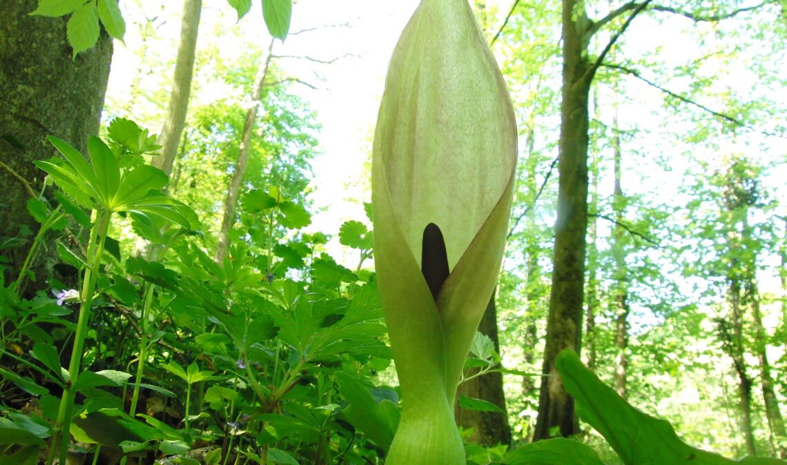 Besondere Pflanze: der „Gefleckte Aronstab“. Foto: Lechner