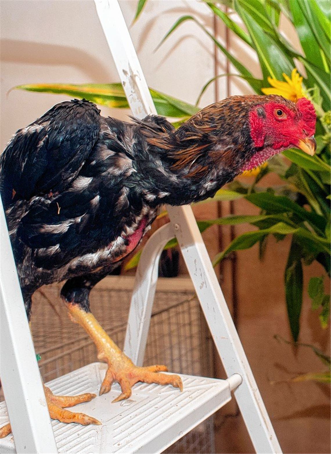 Kleintierzüchter planen ihr Jubiläum