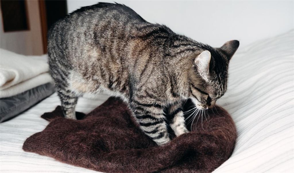 Besonders Decken und Kissen werden von Katzen gerne "geknetet".