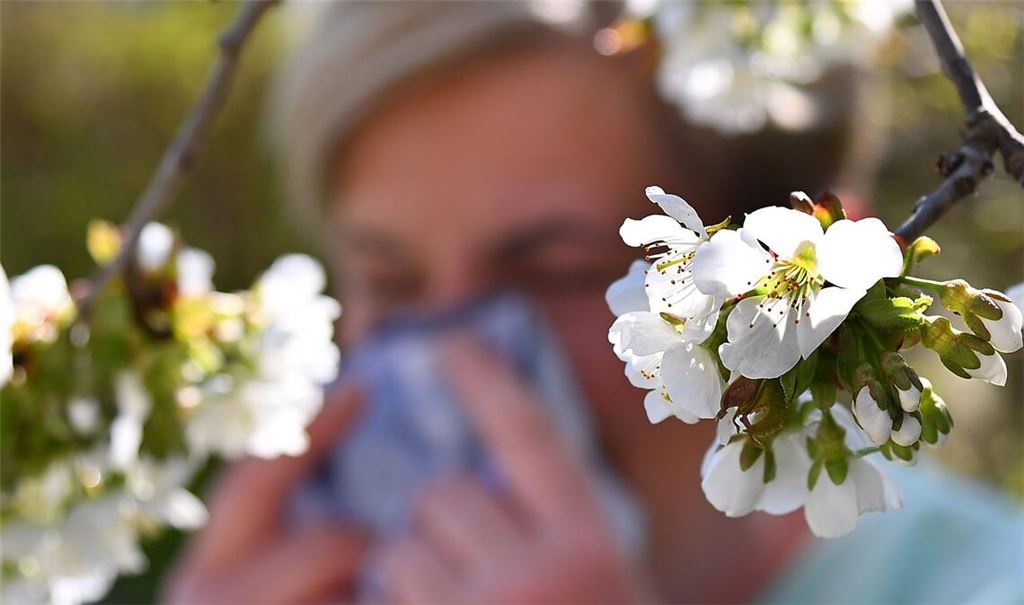 Besonders bei Birkenpollen erwartet der DWD eine hohe Belastung (Symbolbild).