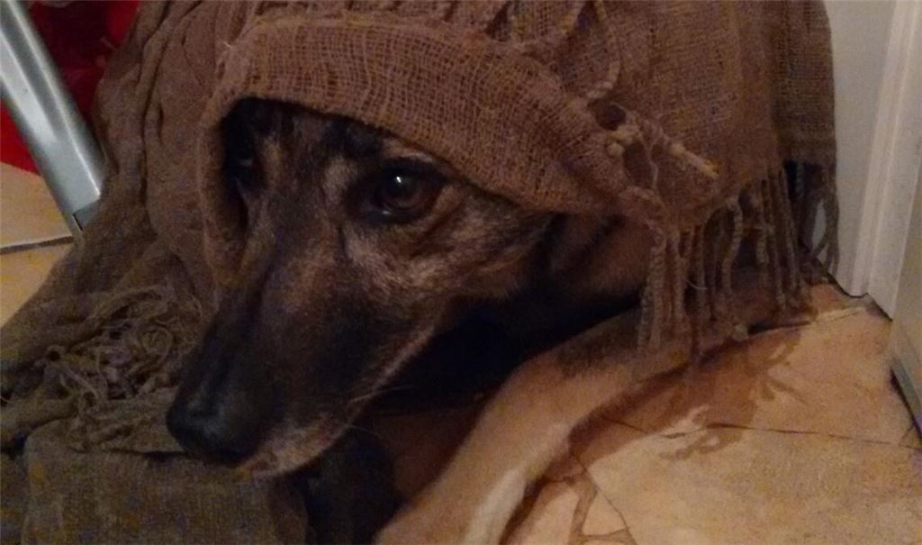„Betty“ verkriecht sich an Silvester in der Waschküche ins letzte Eck und zittert vor Angst. Eine Decke hilft ein wenig dabei, die Hündin zu beruhigen. Foto: Dietrich