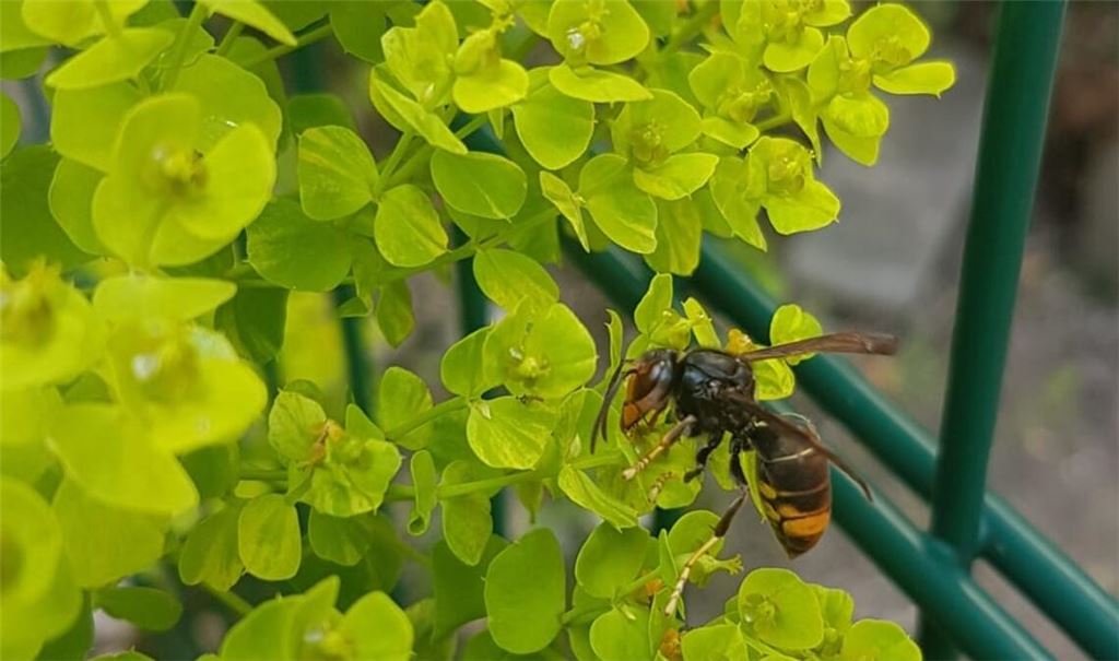 Beweisbild aus Enzberg. Foto: Benjamin Förschler