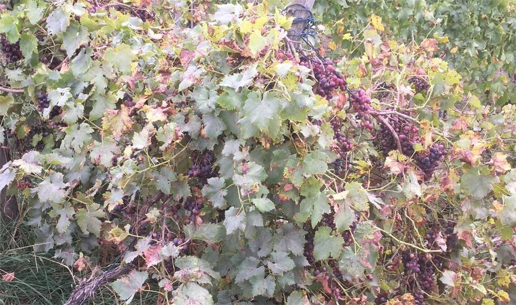 Bewusst ungepflegt? Ehemalige Weinbau-Parzelle in den Steillagen über dem Mühlhäuser Enztal. Foto: privat