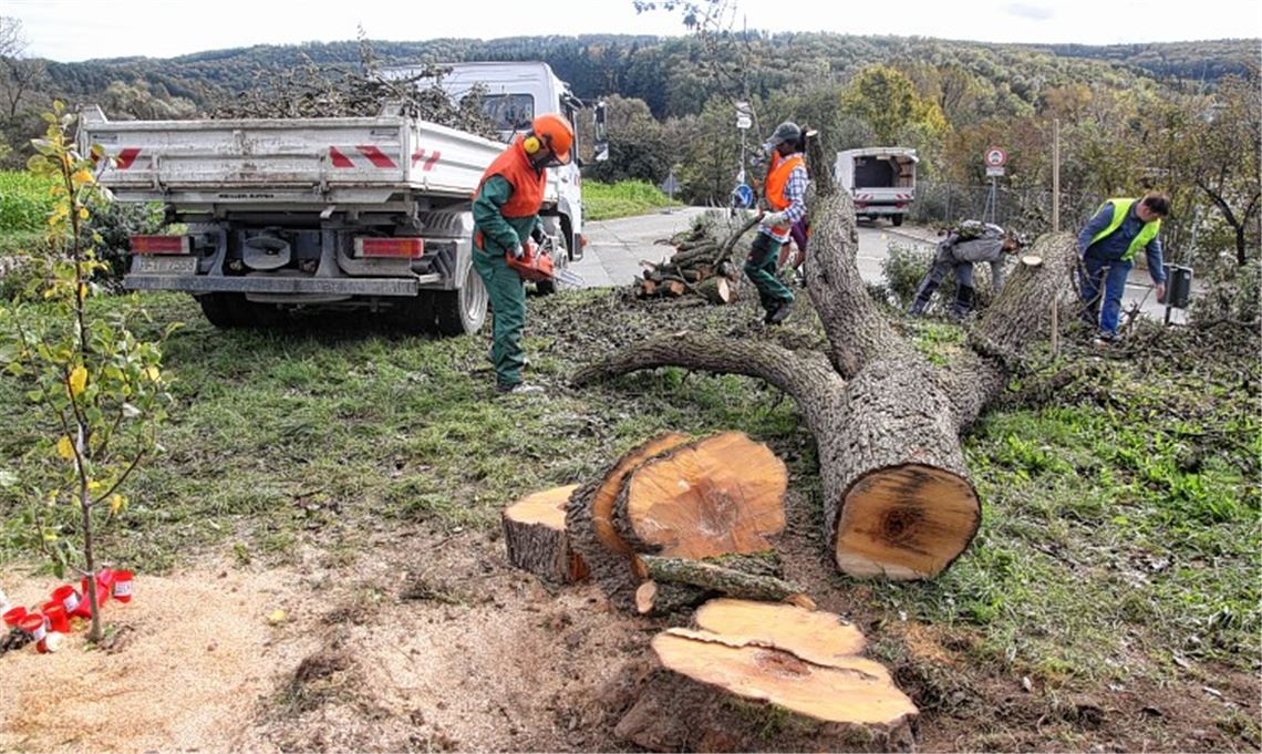 Bewusste Provokation: Unbekannte Vandalen haben den kleinen Birnbaum im Kreisverkehr in Lomersheim herausgerissen, der bis zur Neugestaltung des Rondells zum Andenken an den großen Bruder hätte stehenbleiben können. Im Mühlacker Gemeinderat wird schon bald verkündet, wie die Gestaltung des Kreisels künftig aussehen soll. 