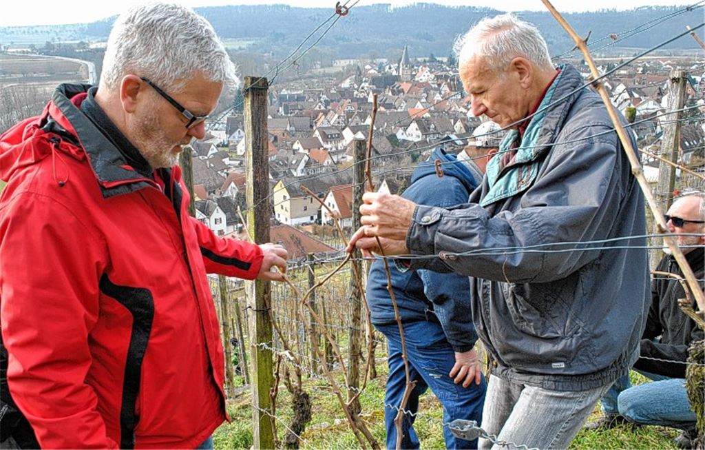 Biegen oder strecken? Kurzzeitig herrscht Ratlosigkeit in den Steillagen über Roßwag.