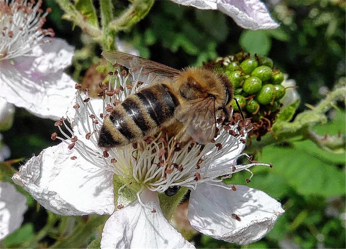 Eine Idee: Bienenstöcke auf dem begrünten Rathausdach