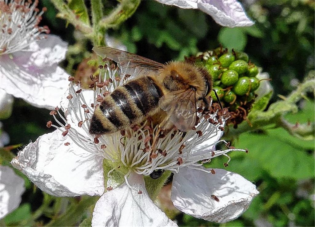 Eine Idee: Bienenstöcke auf dem begrünten Rathausdach