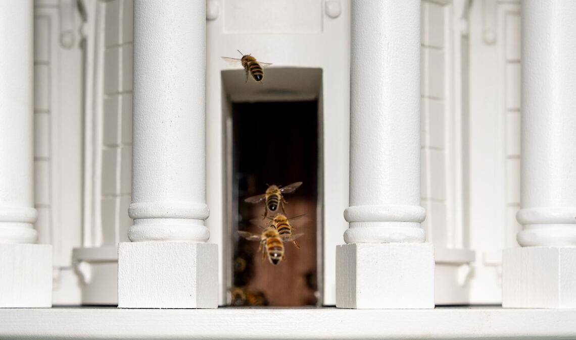 Bienen fliegen durch die Tür eines Bienenstocks, der dem Weißen Haus nachempfunden ist, auf dem Südrasen des Weißen Hauses in Washington.