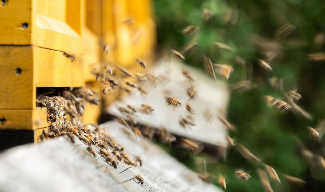 Bienen fliegen zu Bienenstöcken an einem Waldrand. Rottweil.