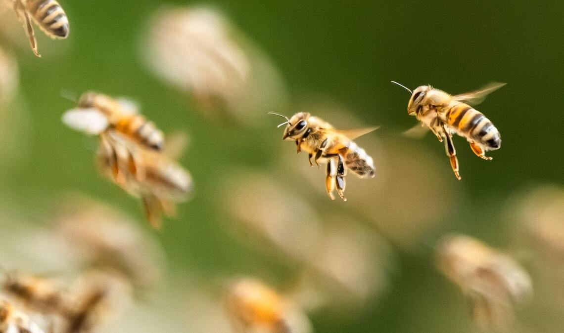 Bienenalarm an einem italienischen Strand. (Symbolbild)