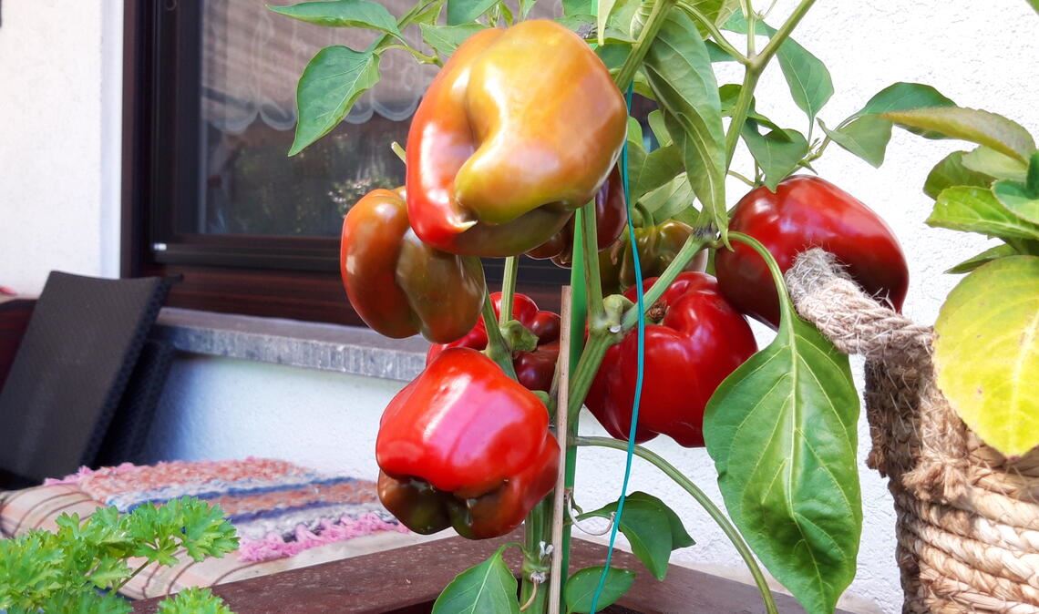 Sommerzeit Sommerzeit