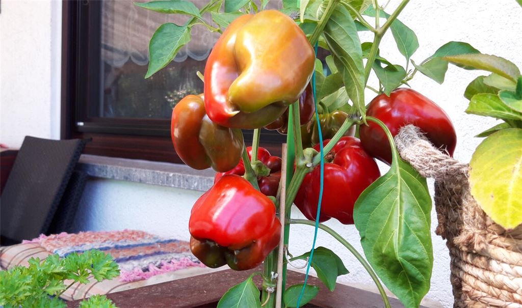 Sommerzeit