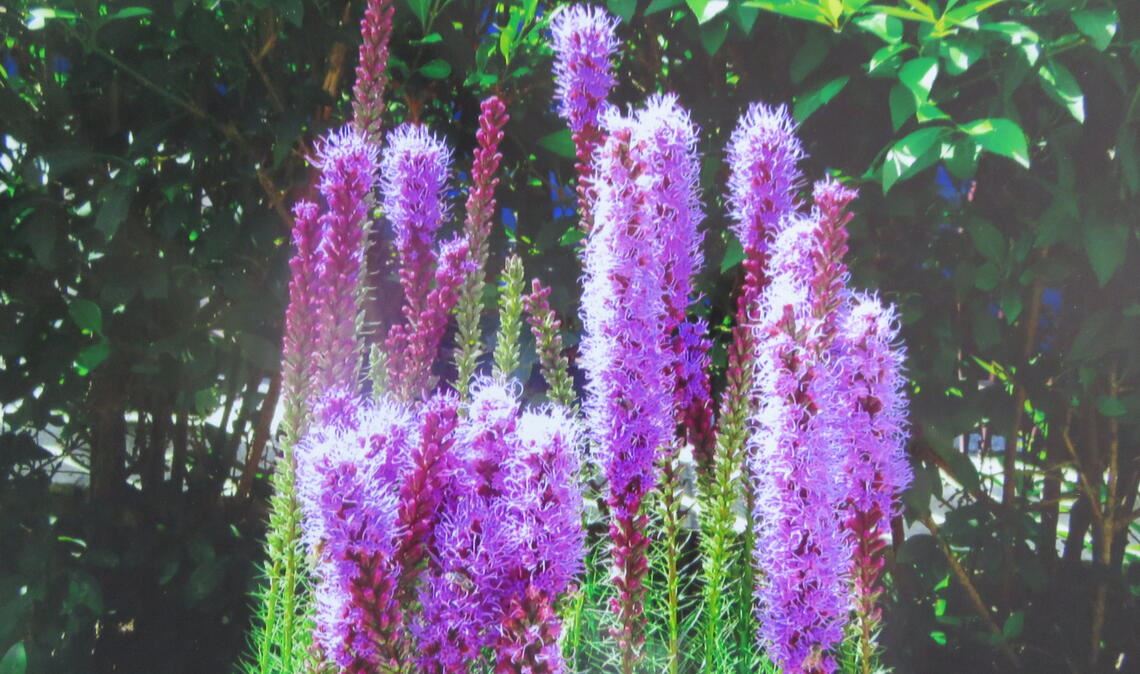 Sommerzeit Sommerzeit