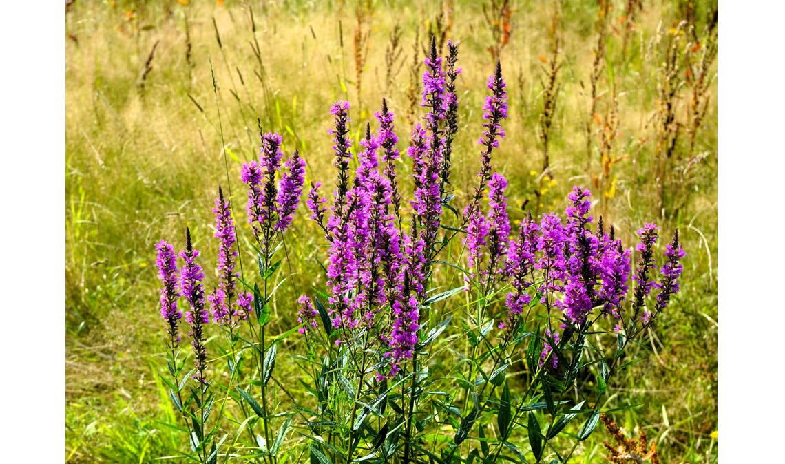 Sommerzeit Sommerzeit