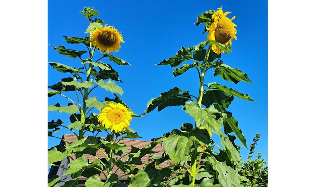Sommerzeit
