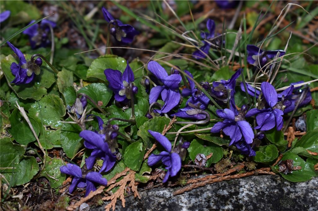Frühlingsgefühle