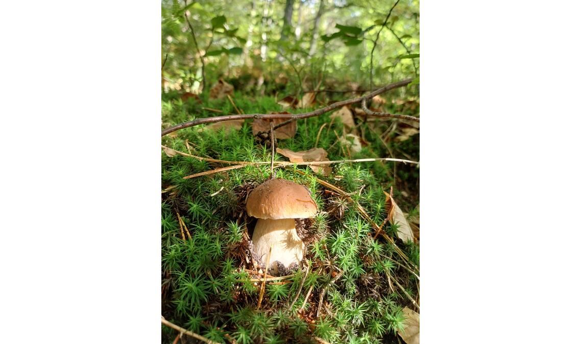 Herbstfarben