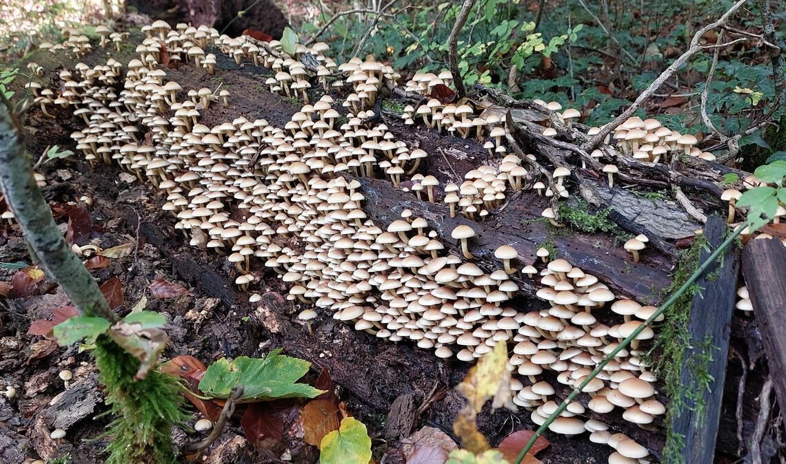 Herbstfarben