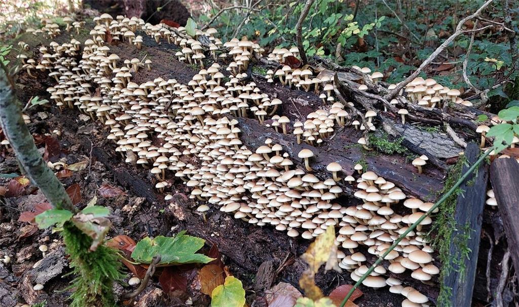 Herbstfarben