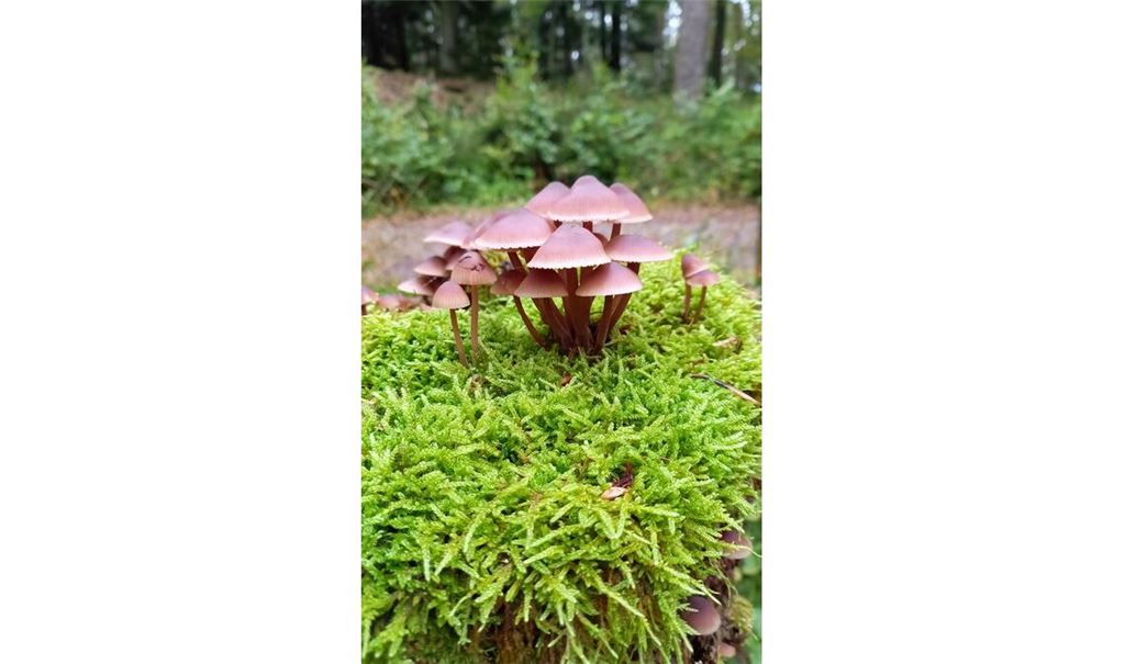 Herbstfarben