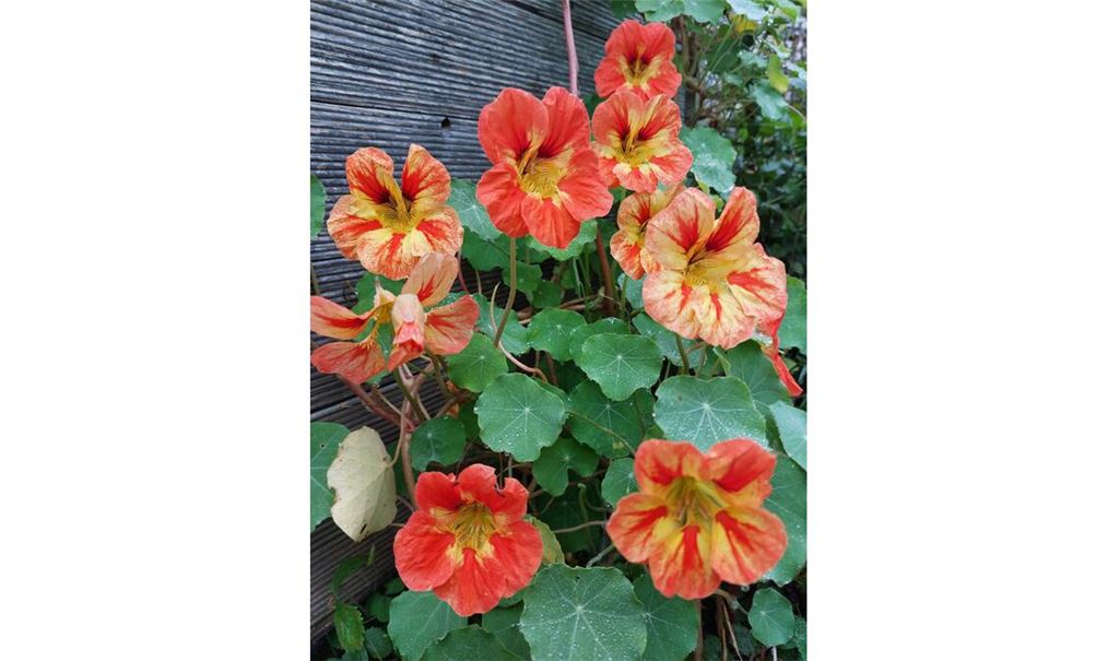 Herbstfarben