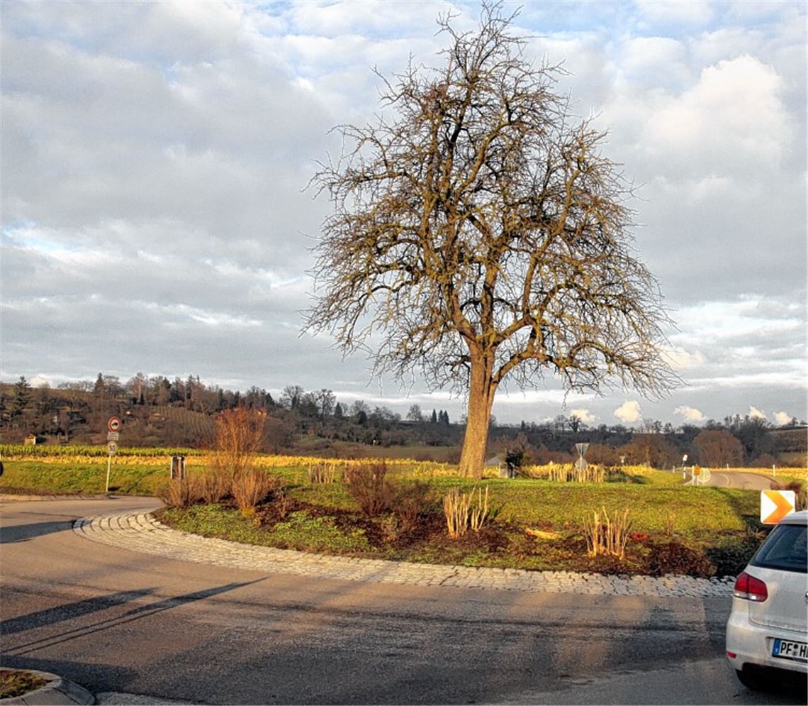 Birnbaum hat noch eine Gnadenfrist