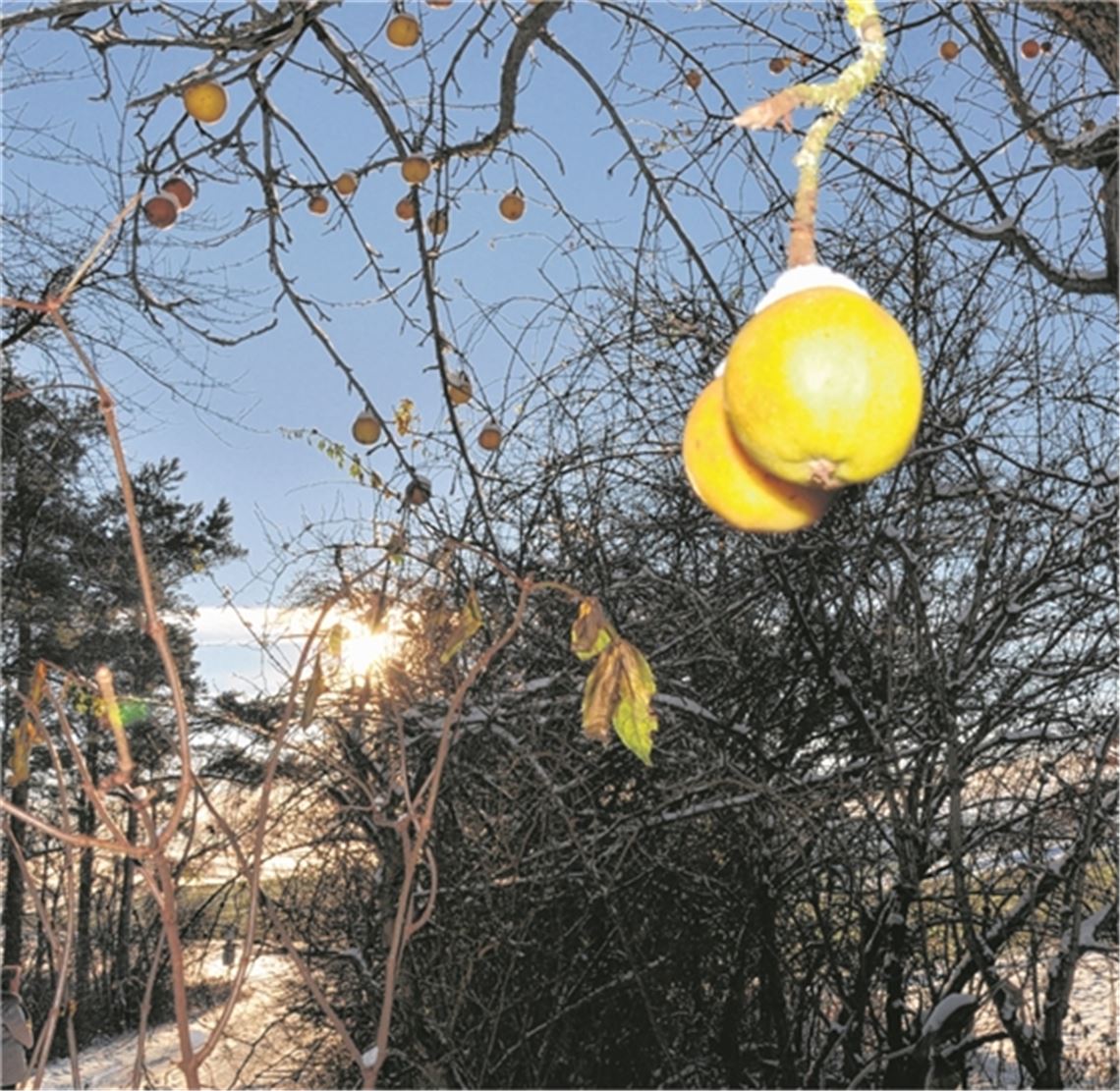 Rest-Obst (Foto: Harald Eichinger)