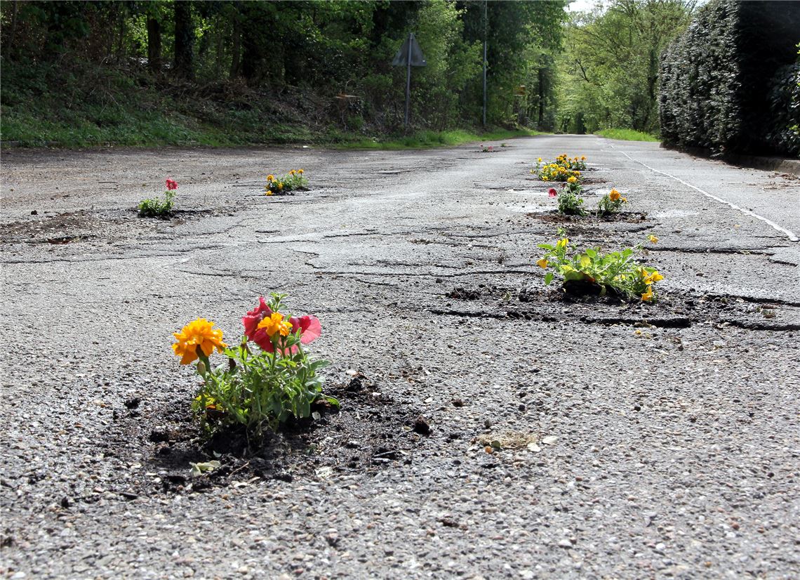 Schlagloch-Blumen in Wiernsheim.