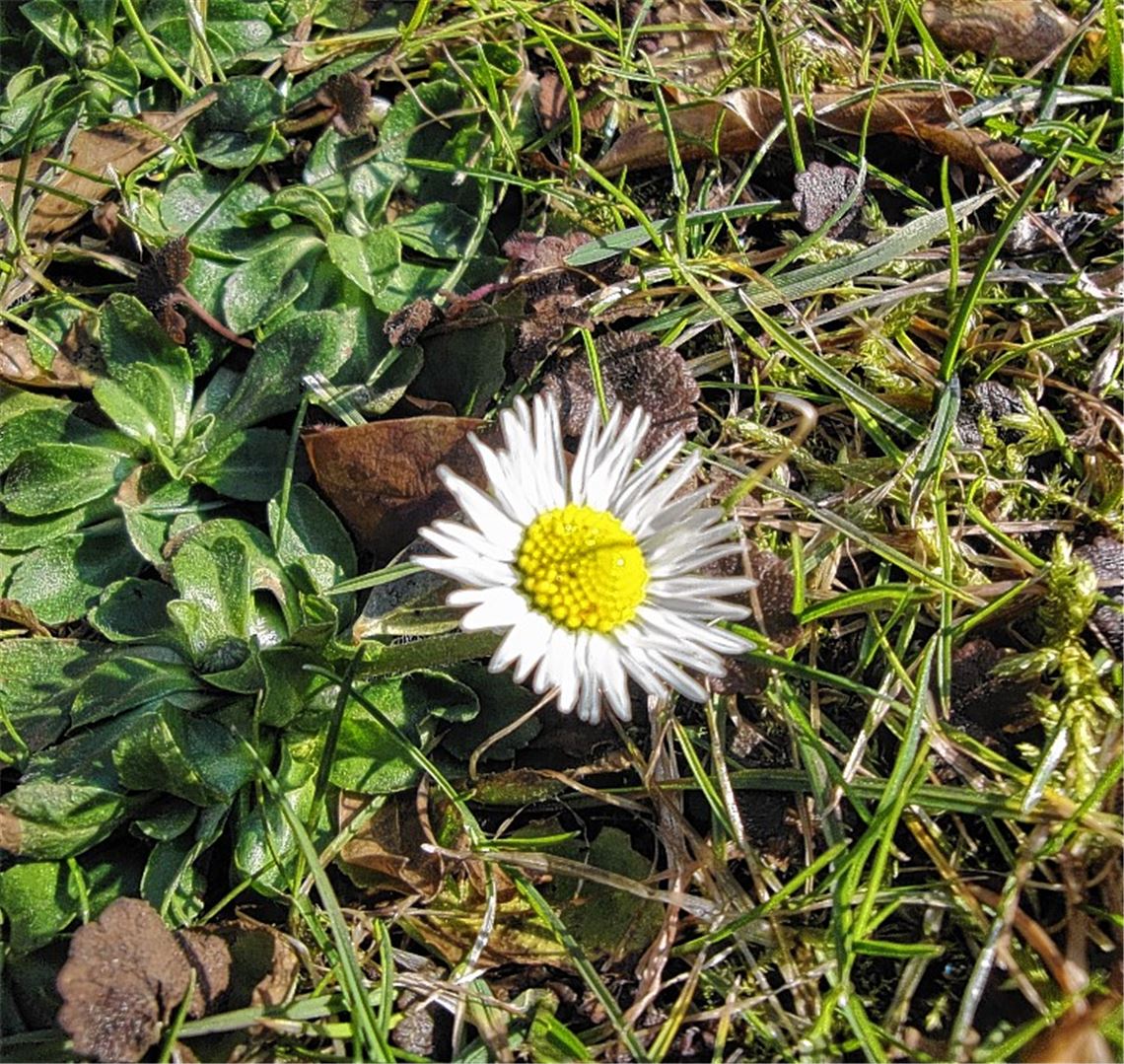 Eine Ahnung von Frühling