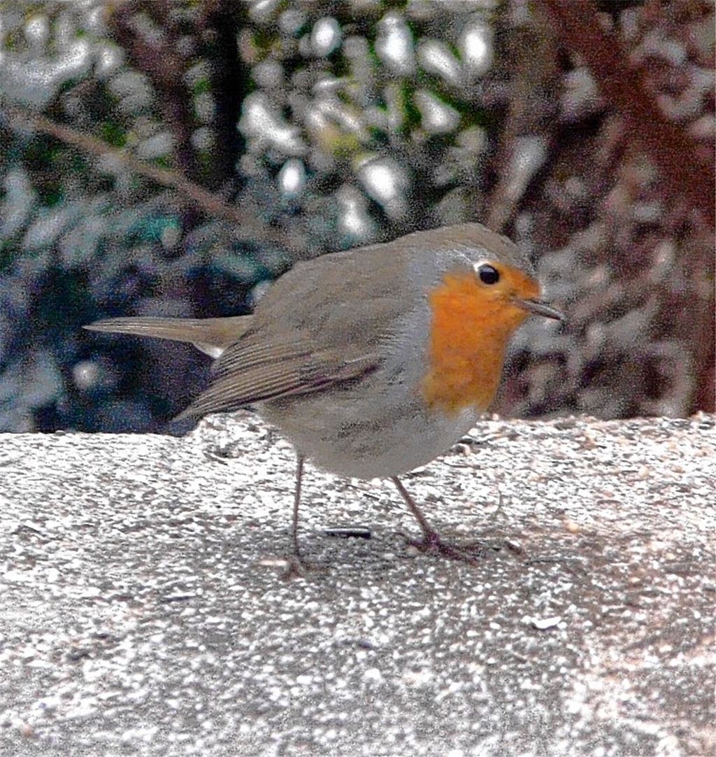 Fotogenes Rotkehlchen.
