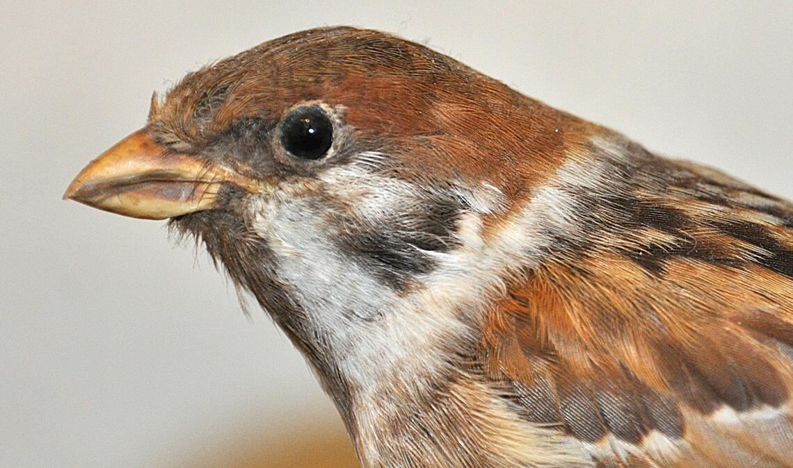 „Ein Wink mit dem Zaunpfahl“