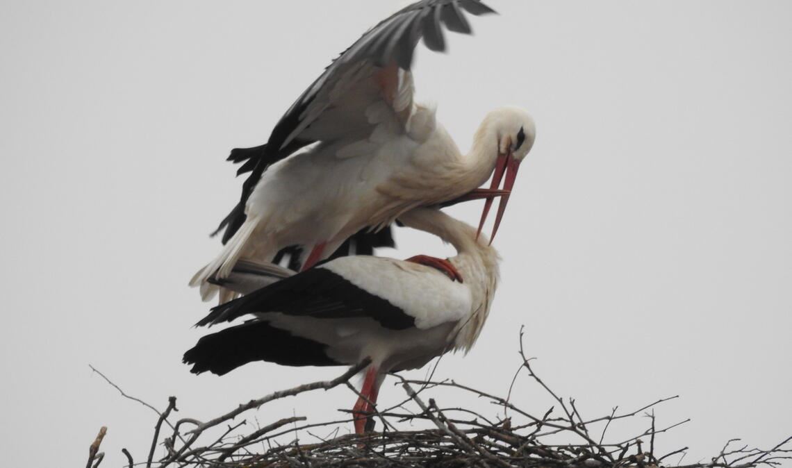 Im Nest brütet eine Pfälzerin