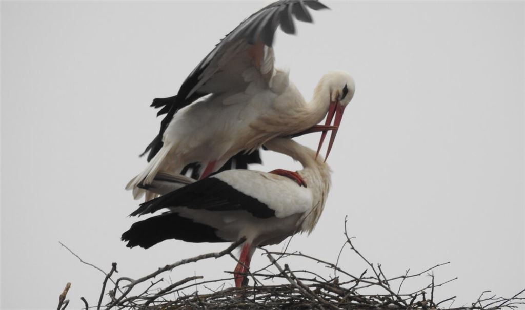 Im Nest brütet eine Pfälzerin