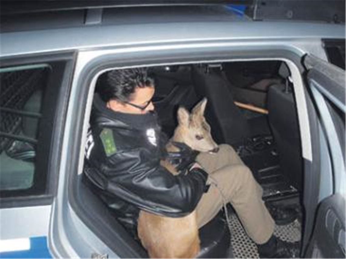 Ein Bambi für die Polizei
