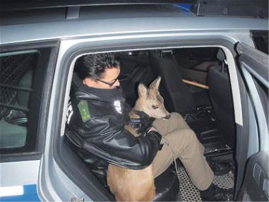 Ein Bambi für die Polizei