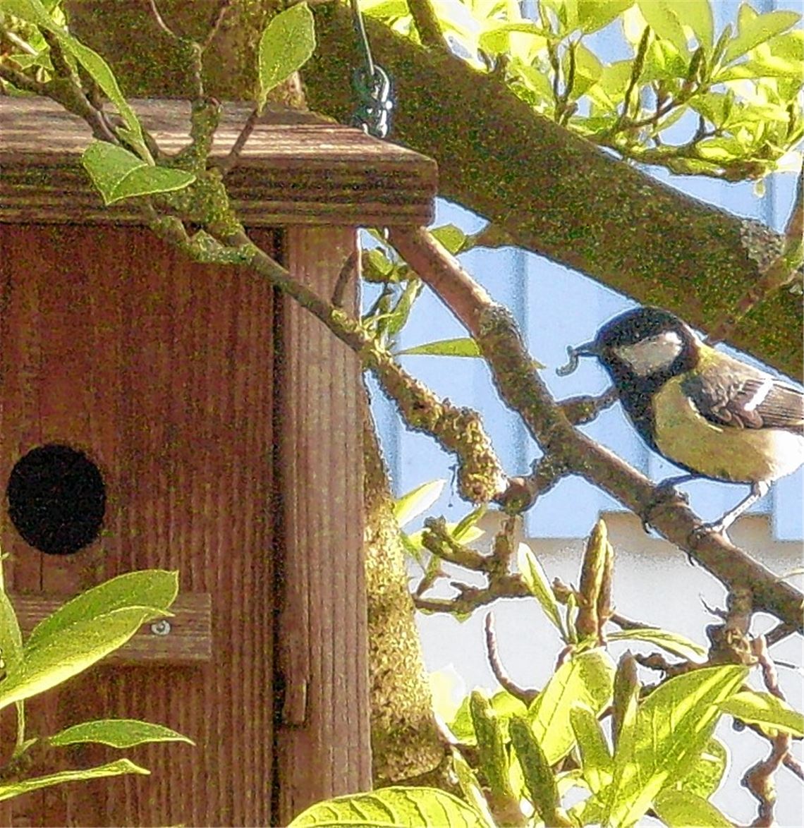 Nachschub für den Kohlmeisennachwuchs.