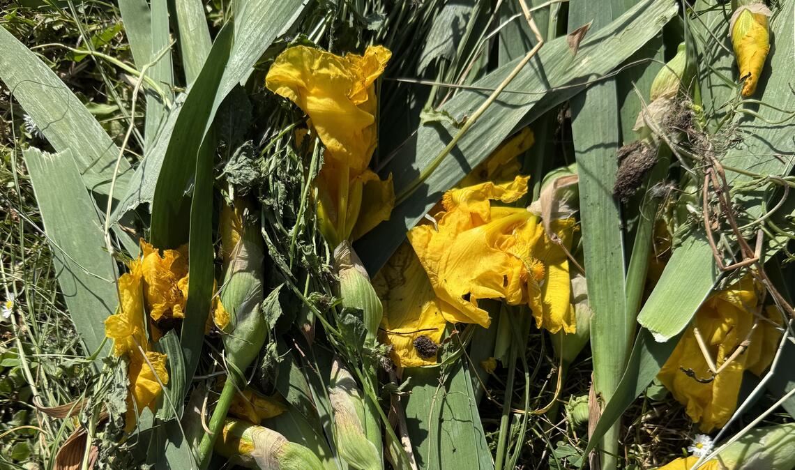 Vandale vergreift sich an Pflanzen