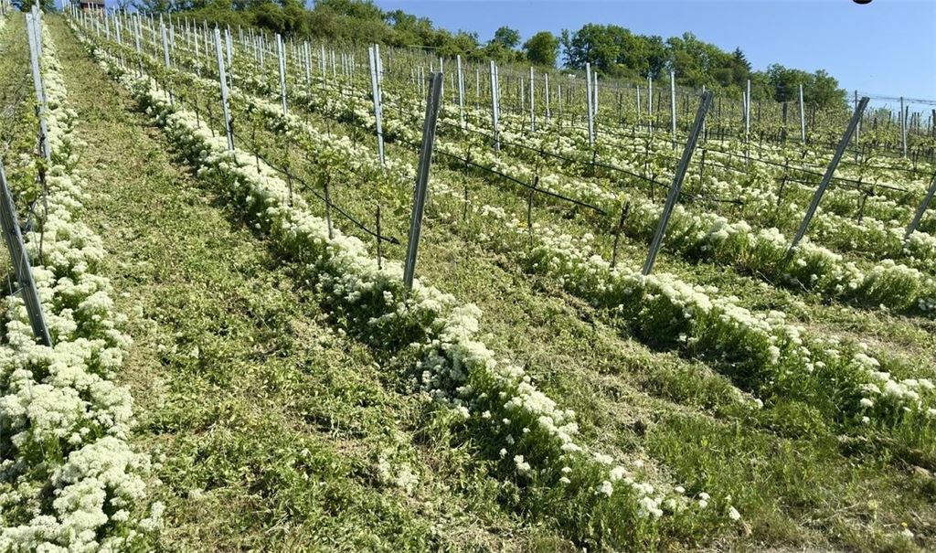 Frühlingsgefühle