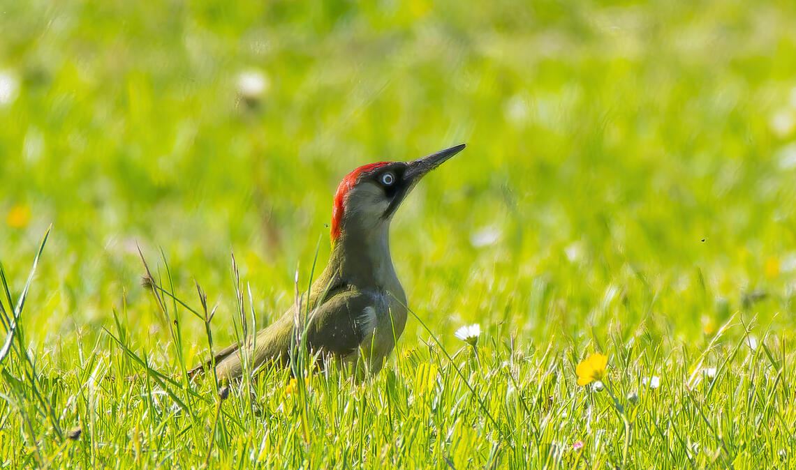 Sommerzeit