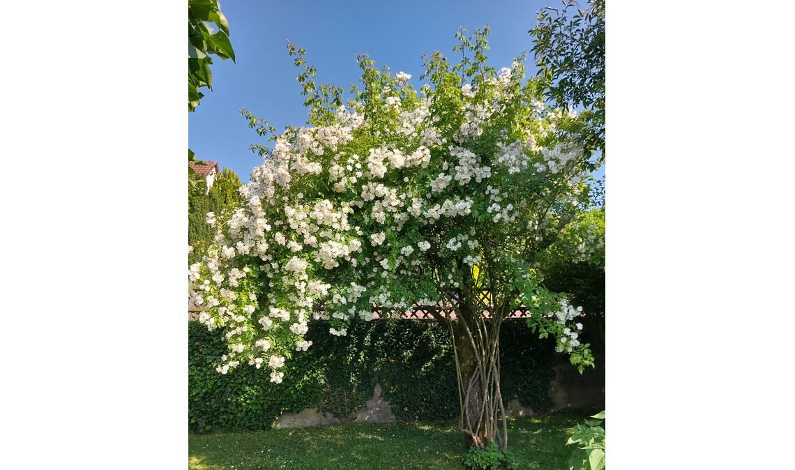 Sommerzeit
