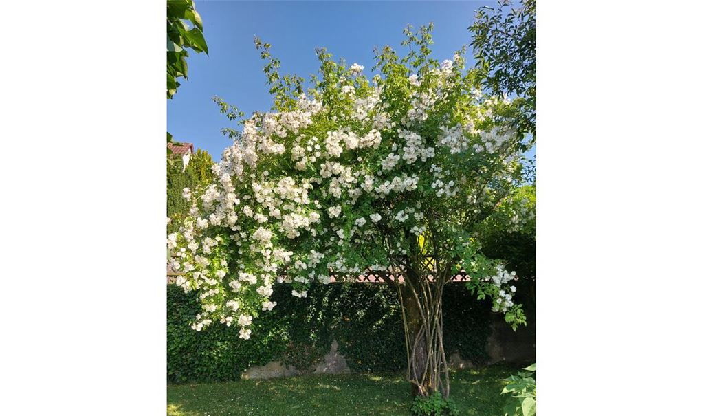 Sommerzeit