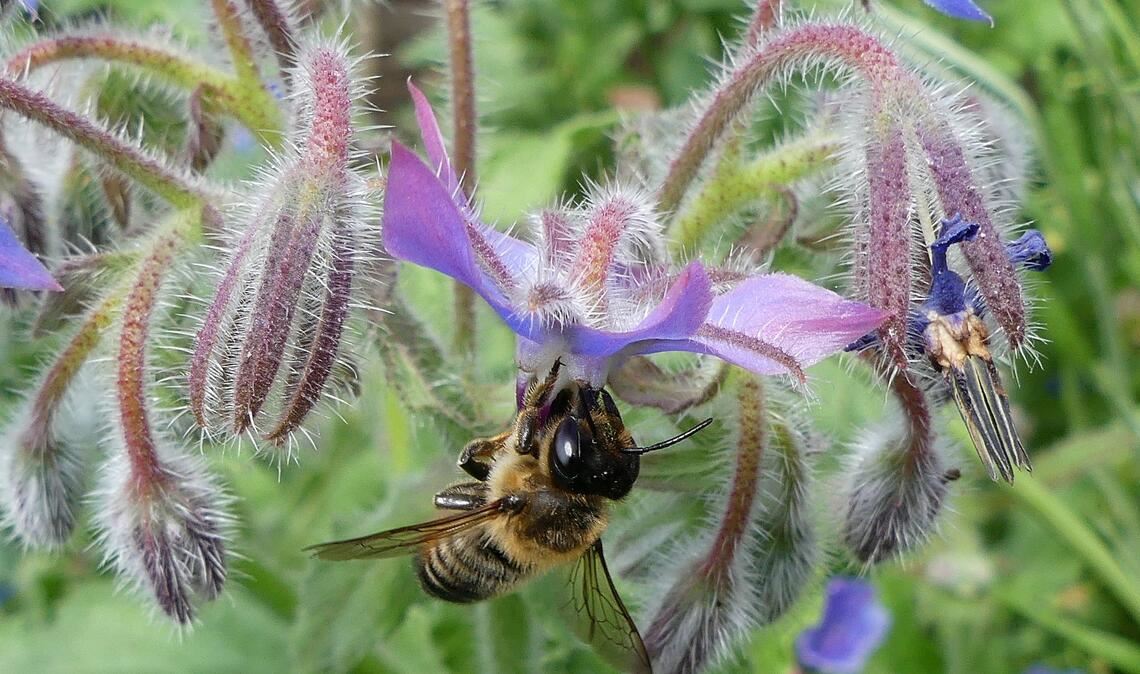 Sommerzeit