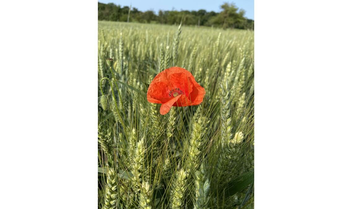 Sommerzeit