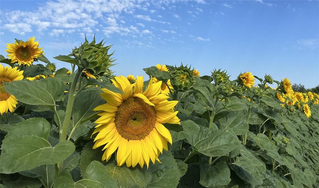 Sommerzeit