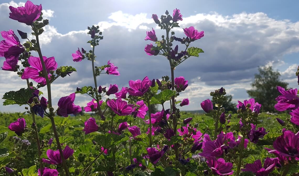 Sommerzeit Sommerzeit