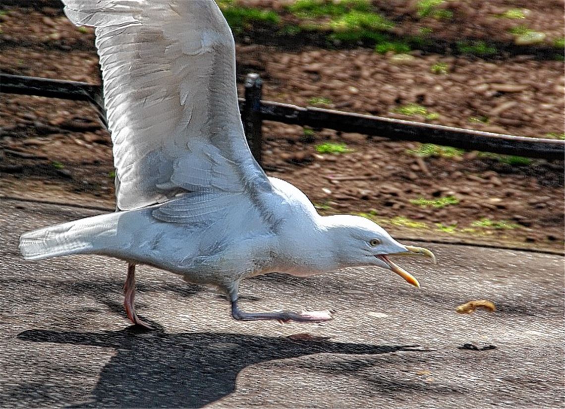 Frühlingsgefühle: Gruß aus Dublin.
