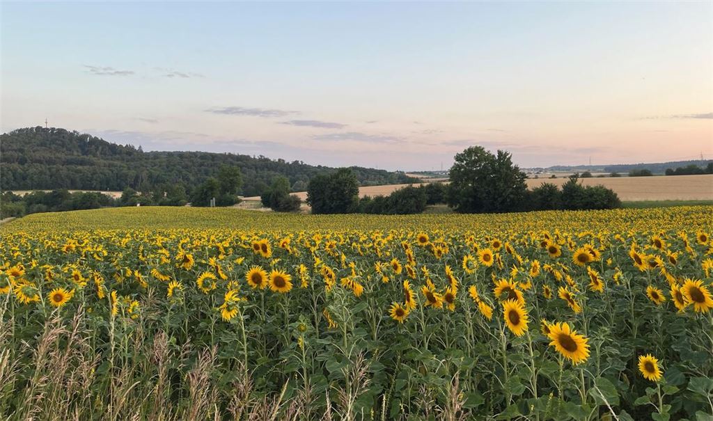 Sommerzeit