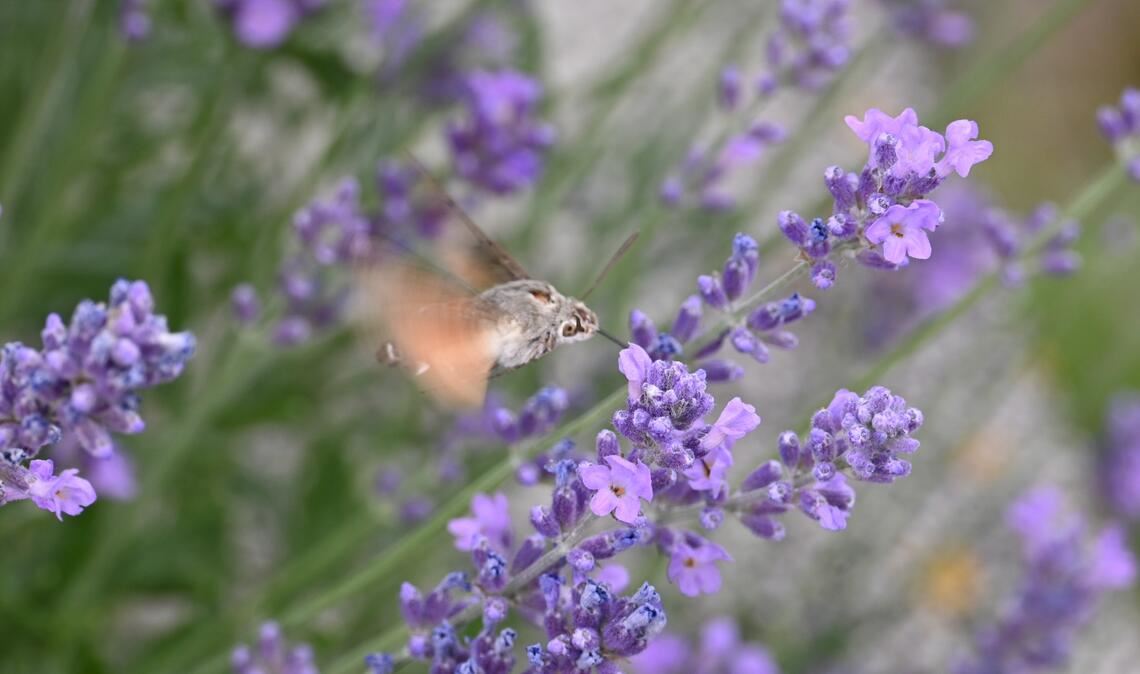 Sommerzeit