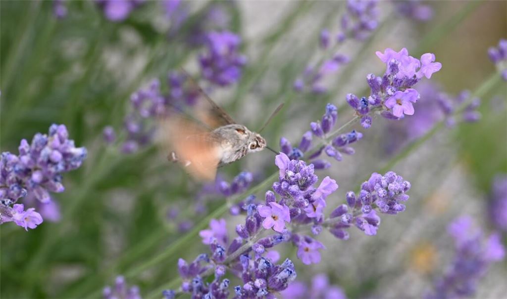 Sommerzeit