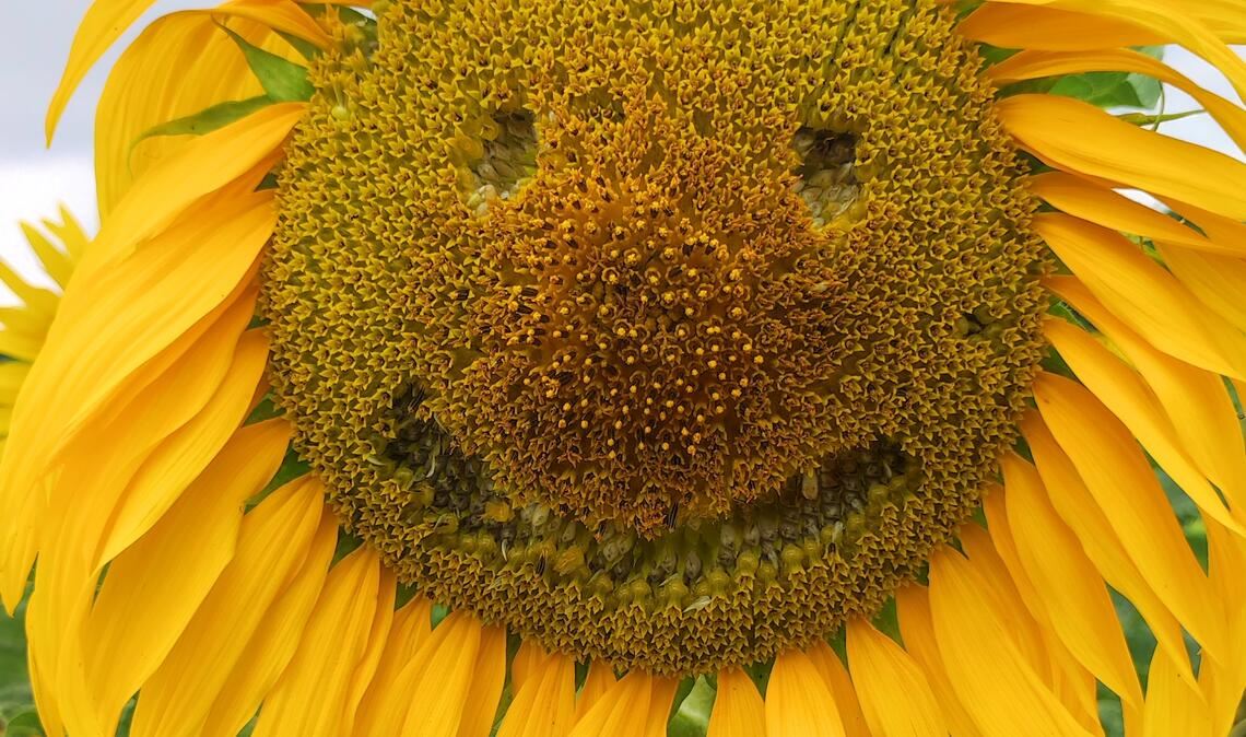 Sommerzeit